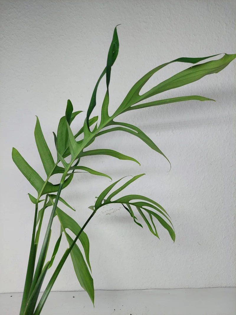 Monstera Croatii