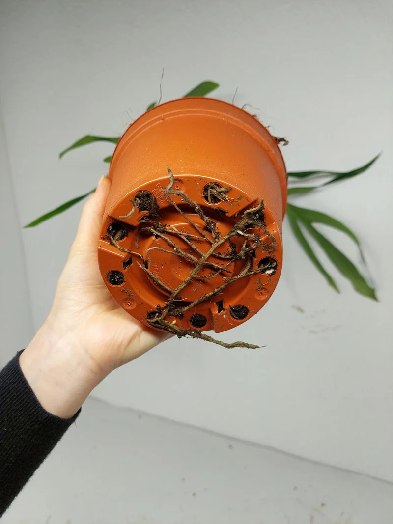 Monstera Croatii