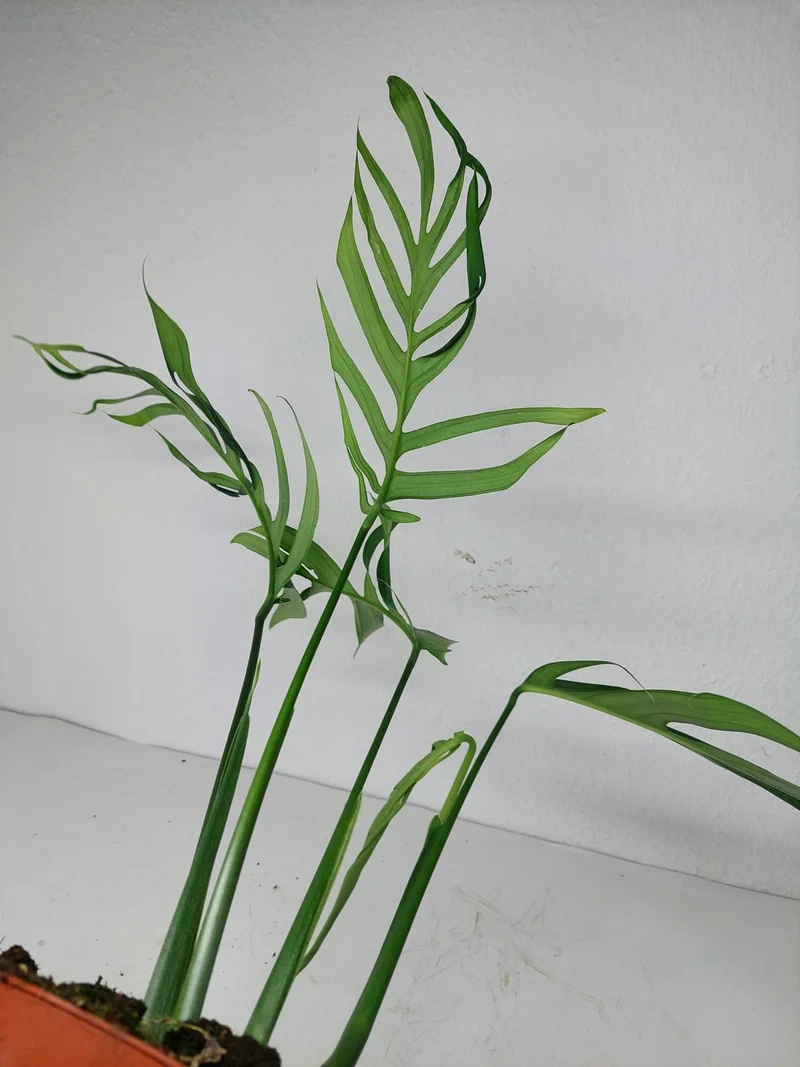 Monstera Croatii
