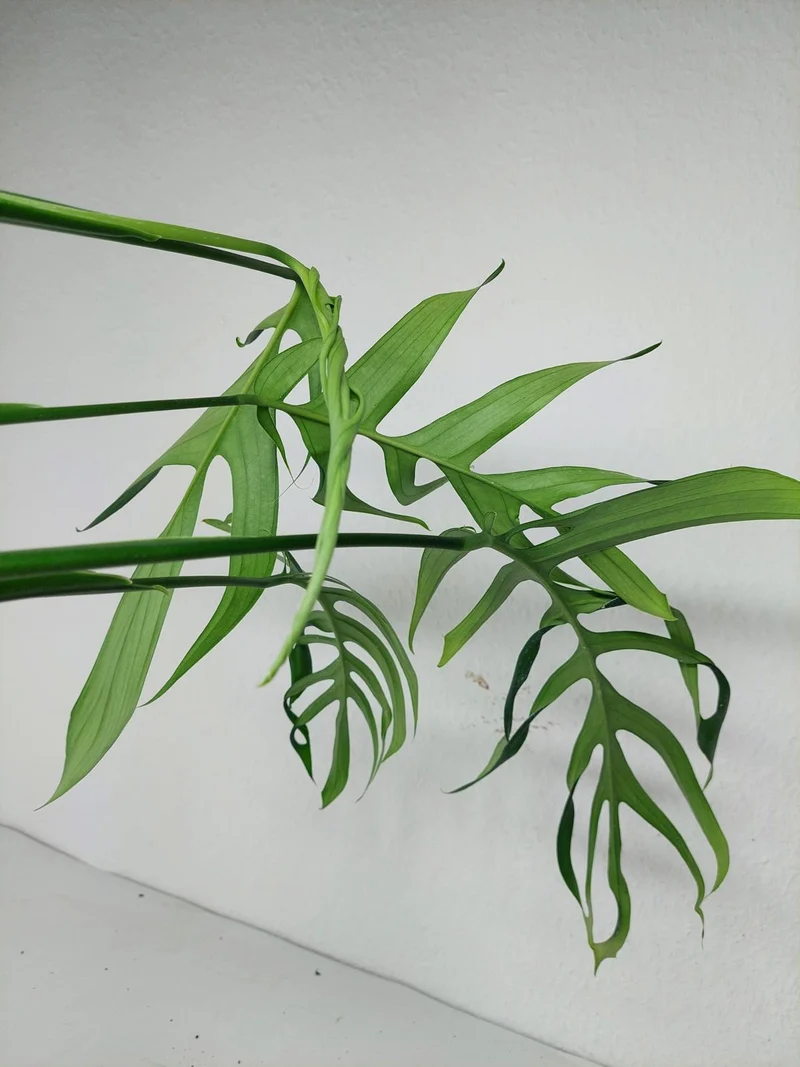 Monstera Croatii
