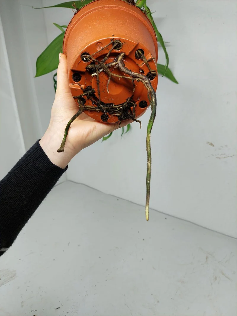 Monstera Croatii