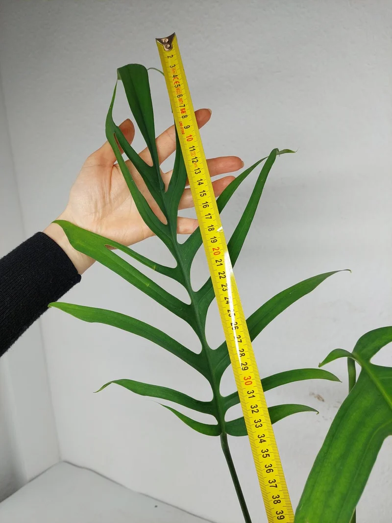 Monstera Croatii