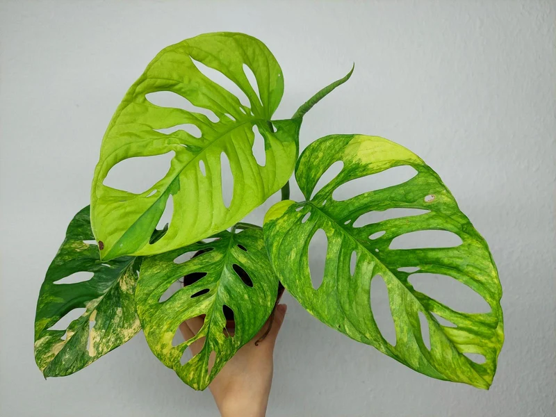 Monstera Adansonii Aurea