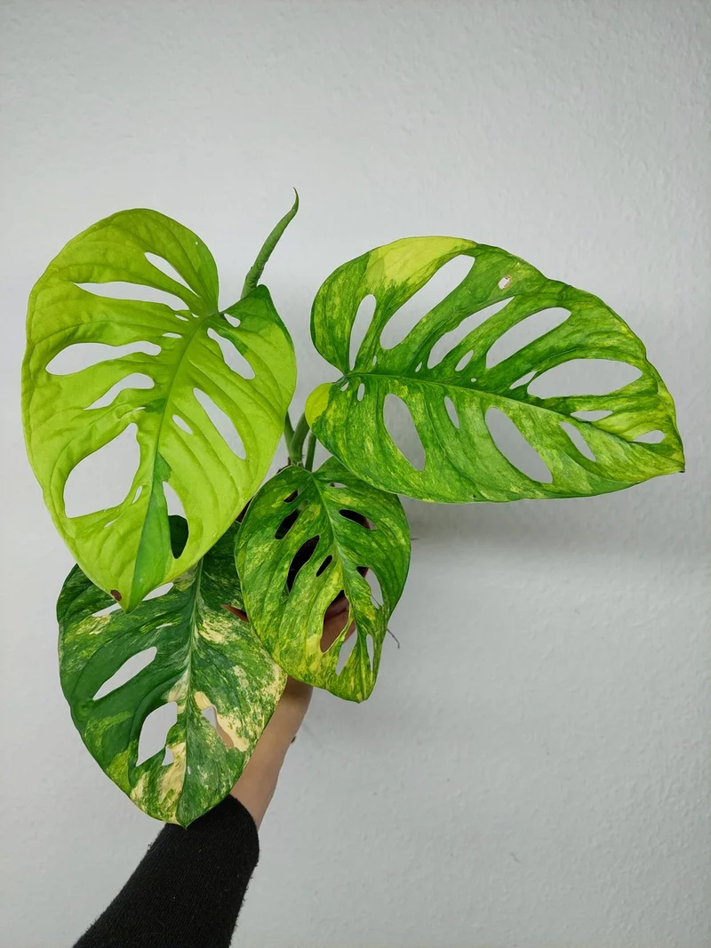 Monstera Adansonii Aurea