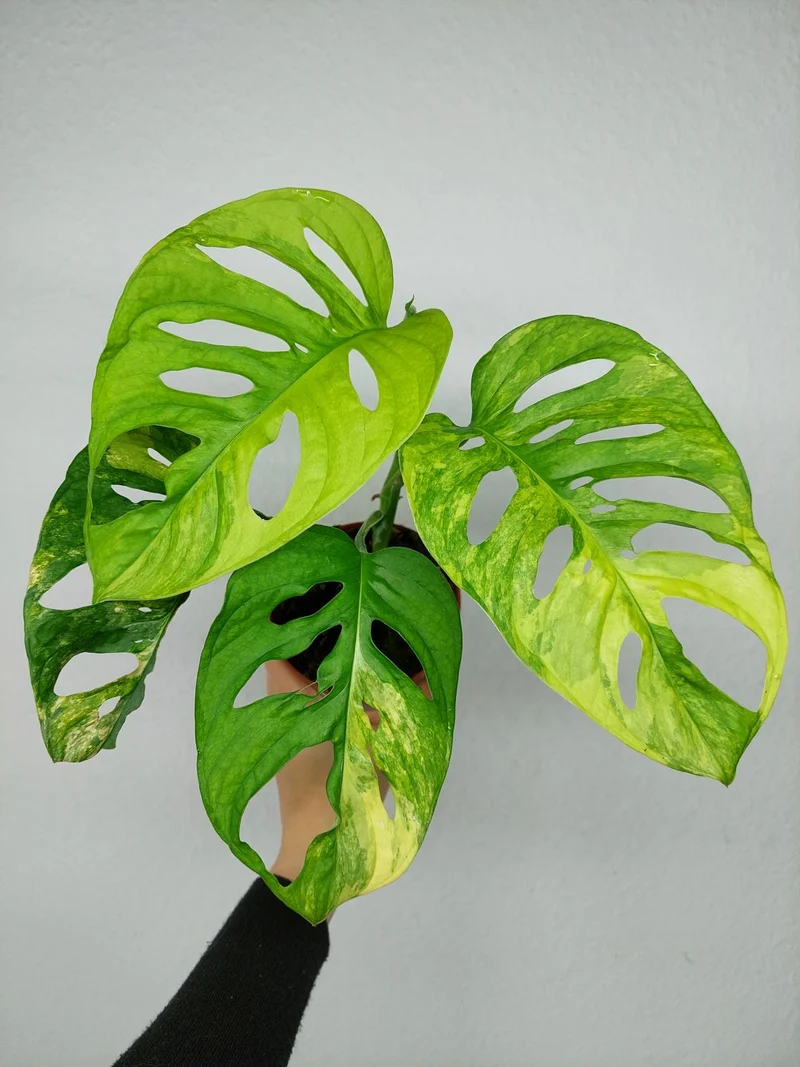 Monstera Adansonii Aurea