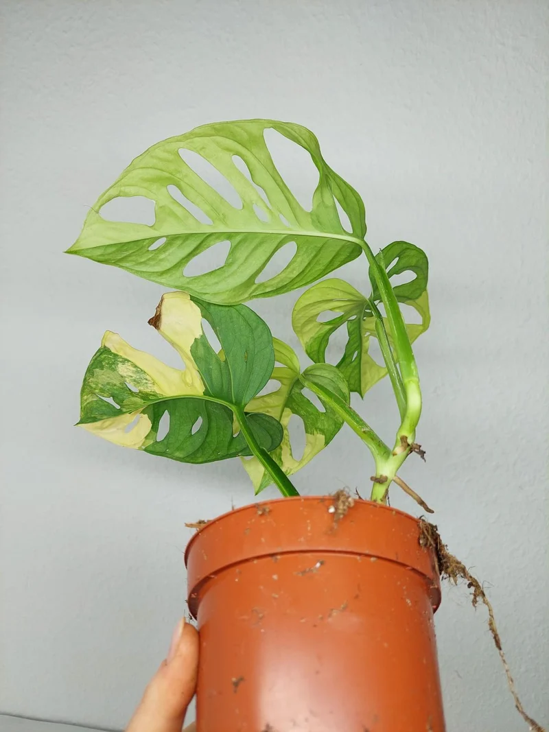 Monstera Adansonii Aurea