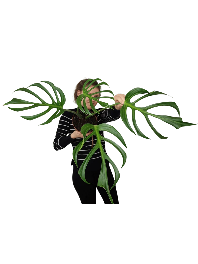 Monstera Burle Marx Flame Adult