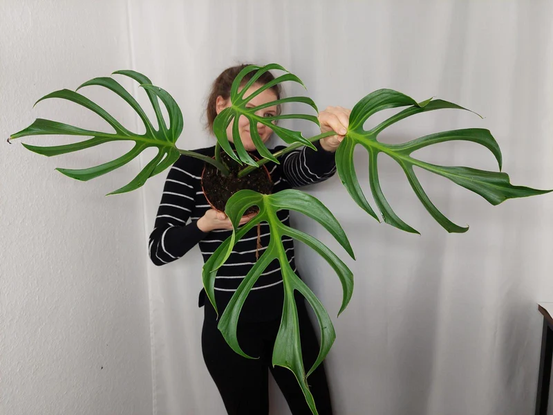 Monstera Burle Marx Flame Adult