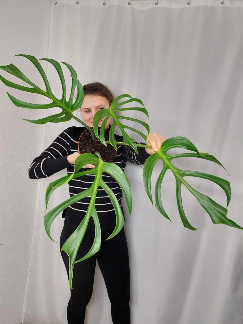 Monstera Burle Marx Flame Adult