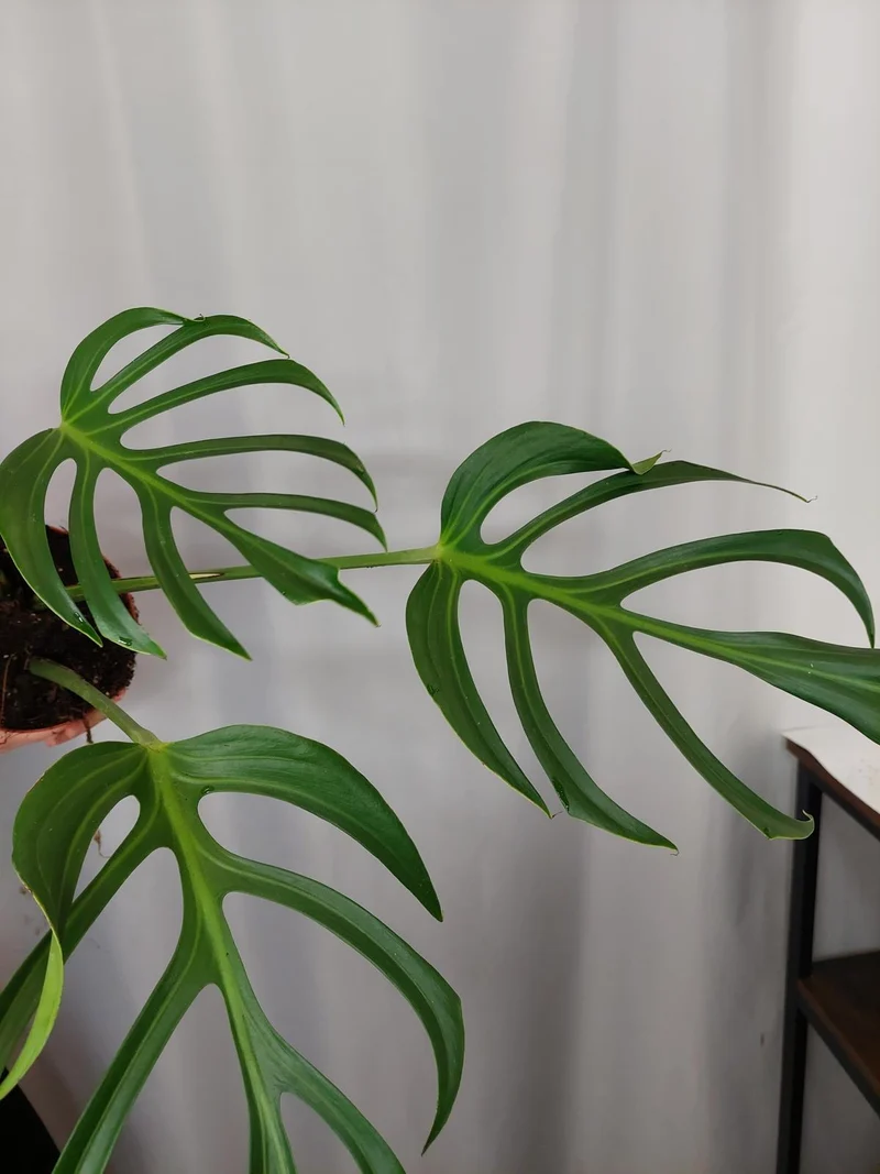 Monstera Burle Marx Flame Adult