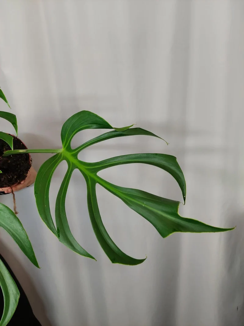 Monstera Burle Marx Flame Adult