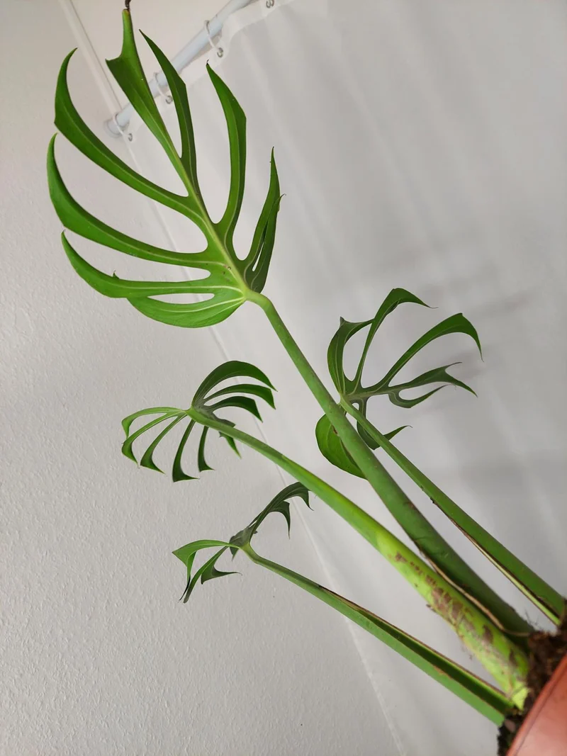 Monstera Burle Marx Flame Adult