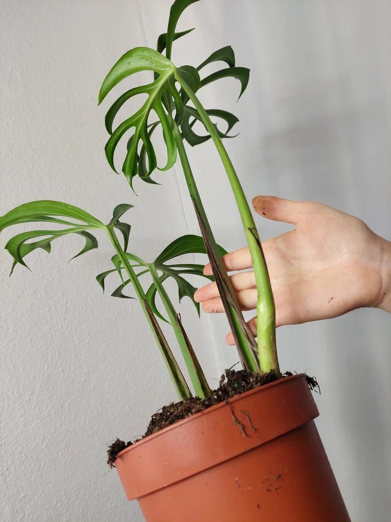 Monstera Burle Marx Flame Adult