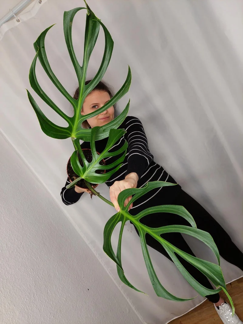 Monstera Burle Marx Flame Adult