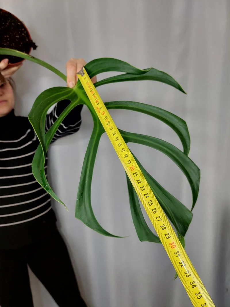 Monstera Burle Marx Flame Adult