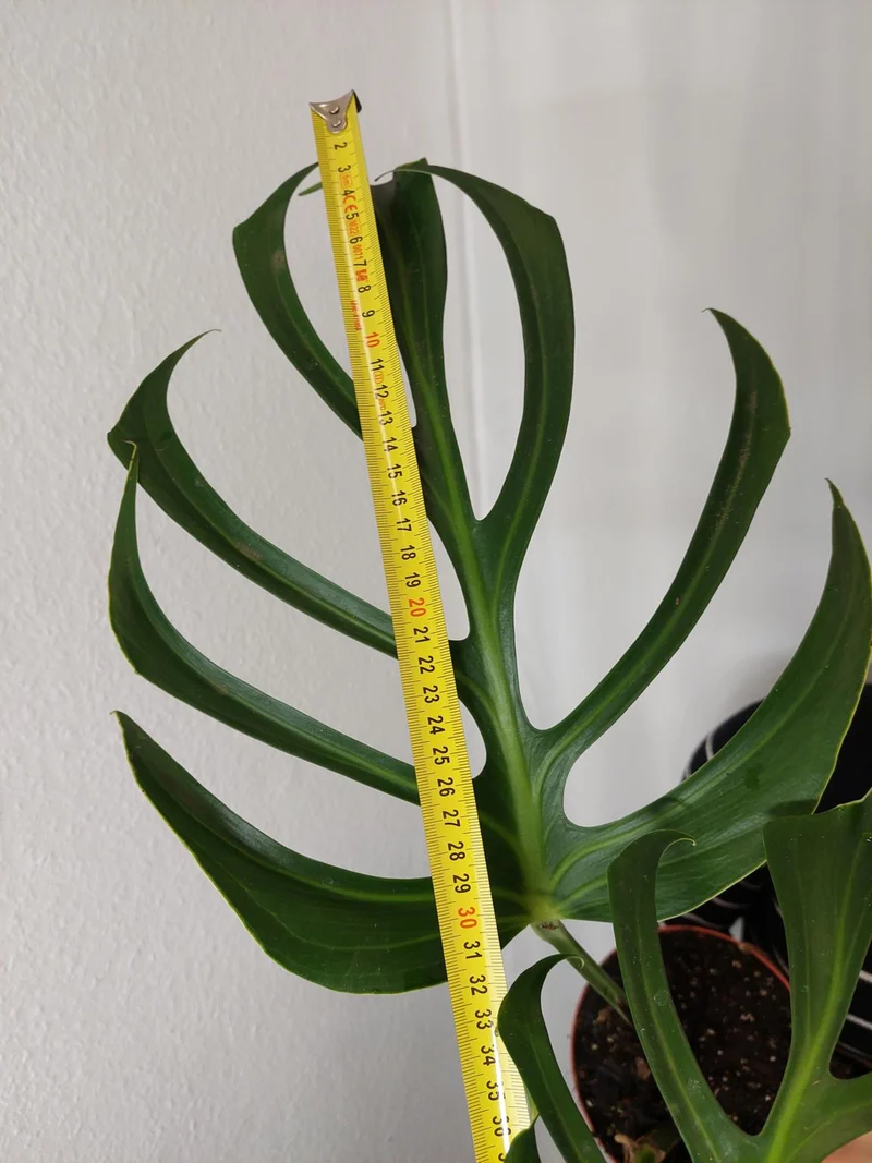 Monstera Burle Marx Flame Adult