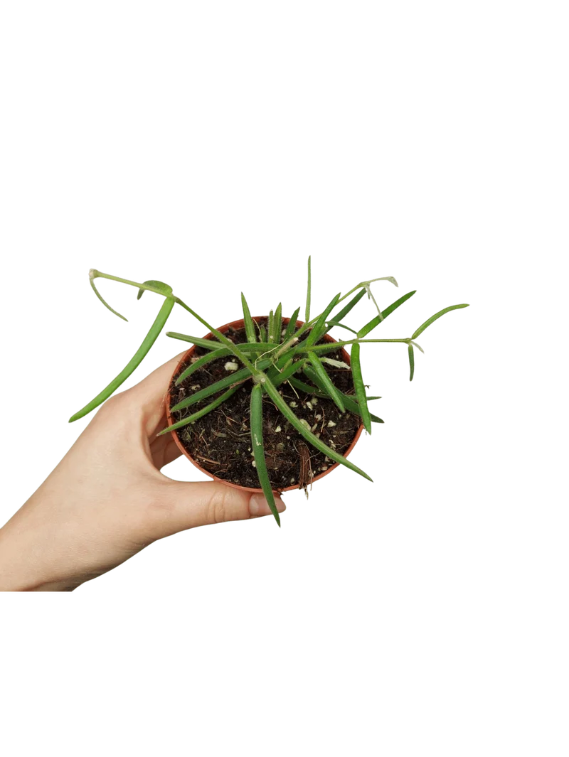 Hoya Linearis
