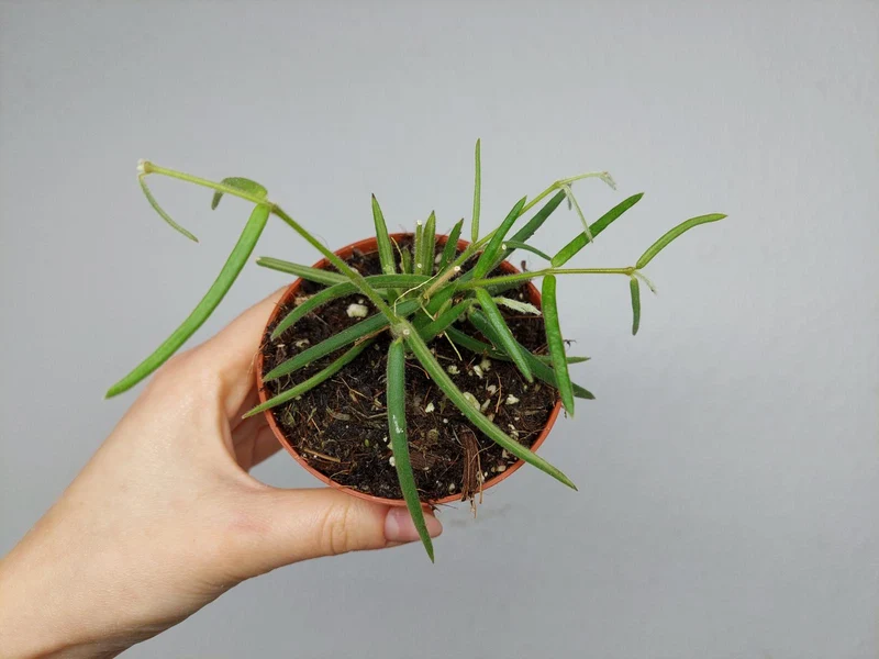 Hoya Linearis