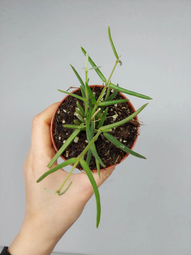 Hoya Linearis