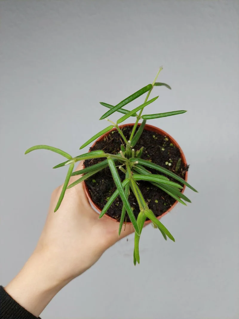 Hoya Linearis