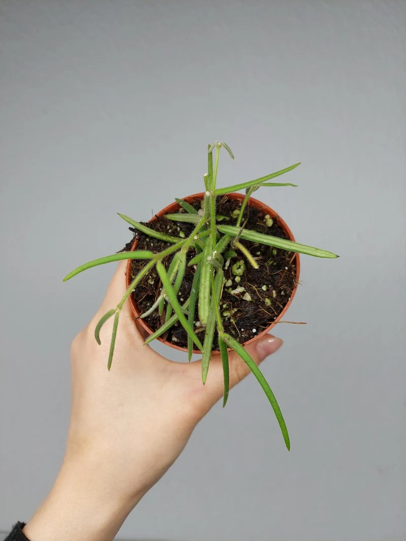 Hoya Linearis