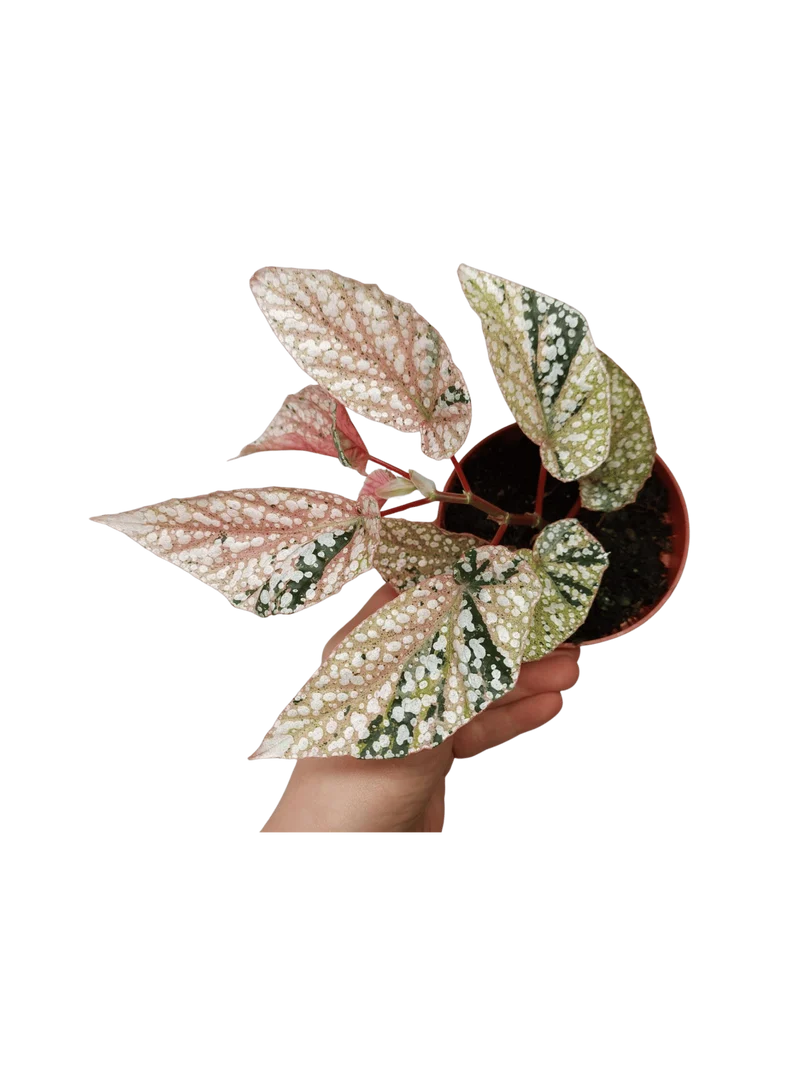 Begonia Snowcap Variegata