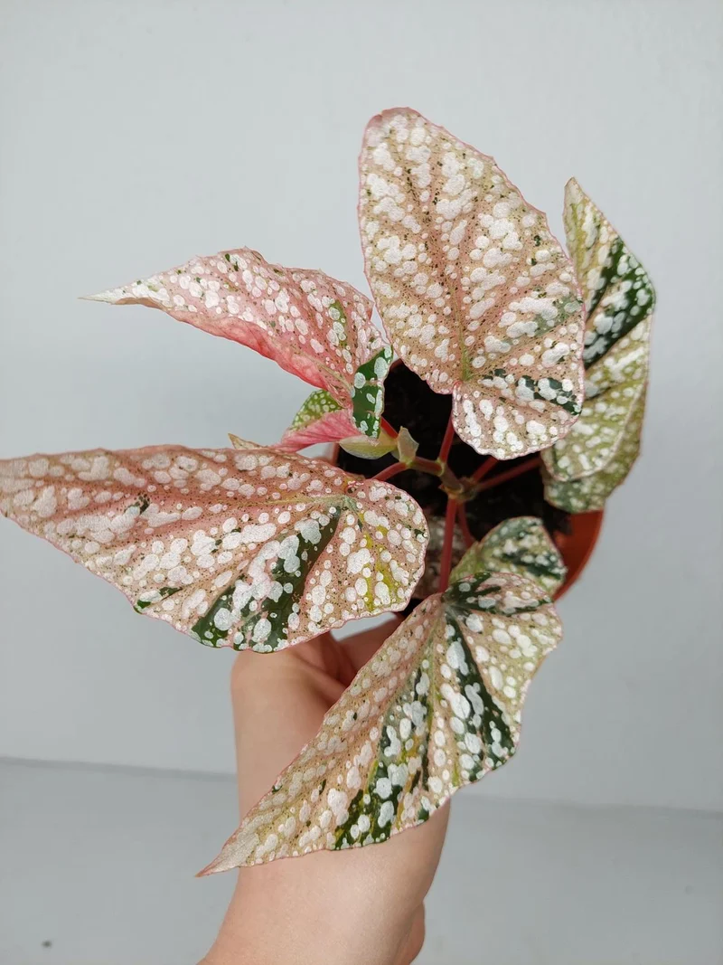 Begonia Snowcap Variegata