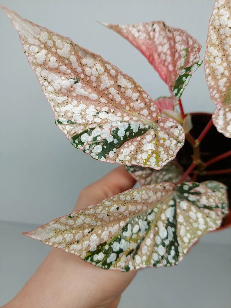 Begonia Snowcap Variegata