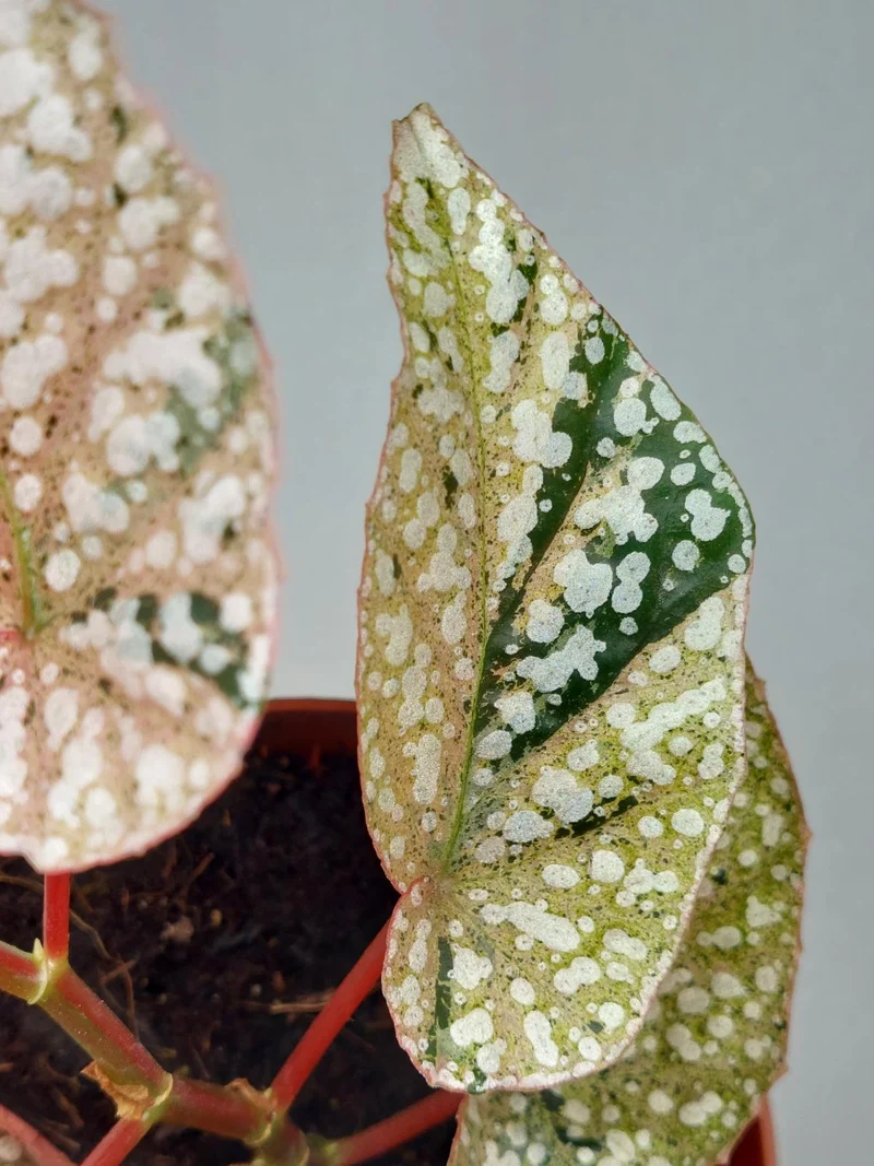 Begonia Snowcap Variegata