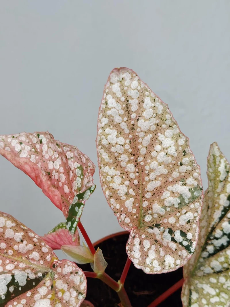 Begonia Snowcap Variegata