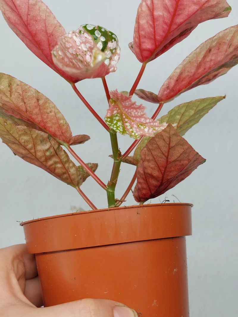 Begonia Snowcap Variegata