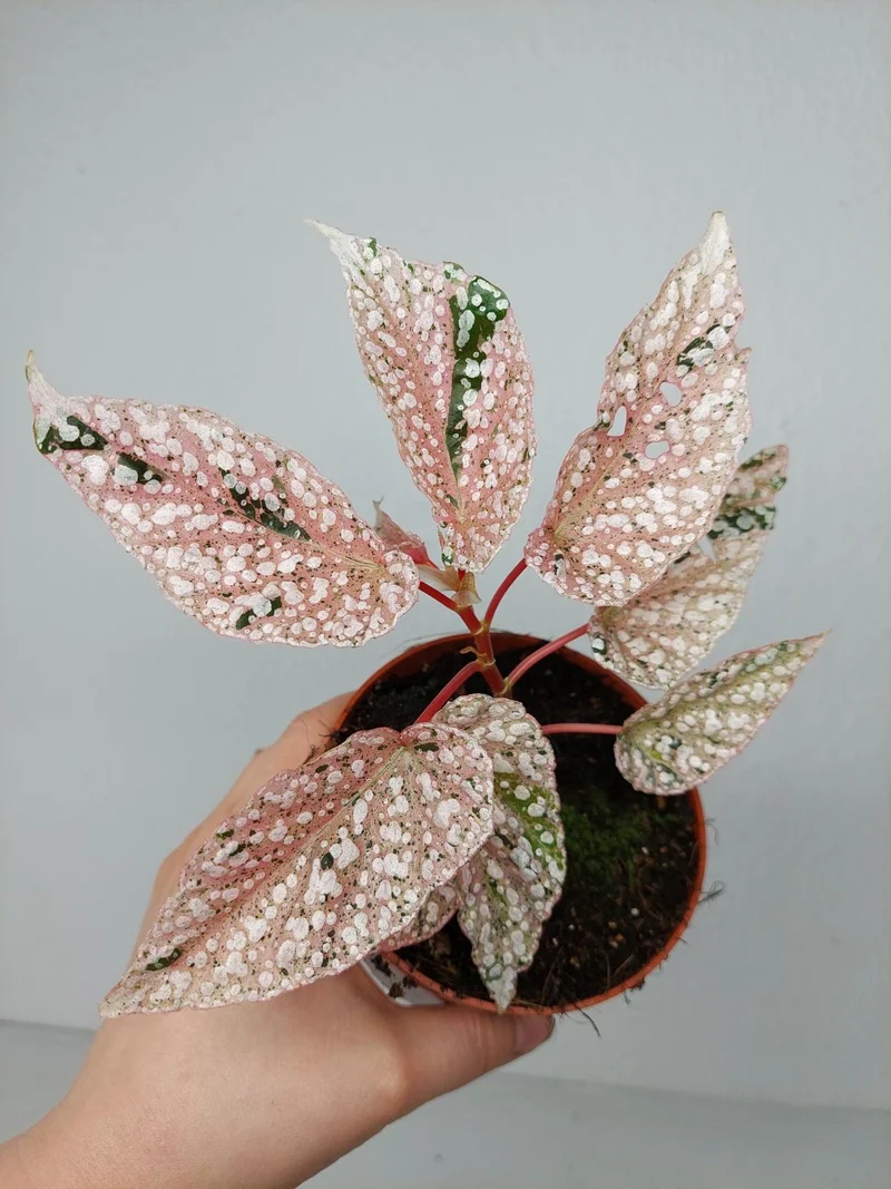 Begonia Snowcap Variegata