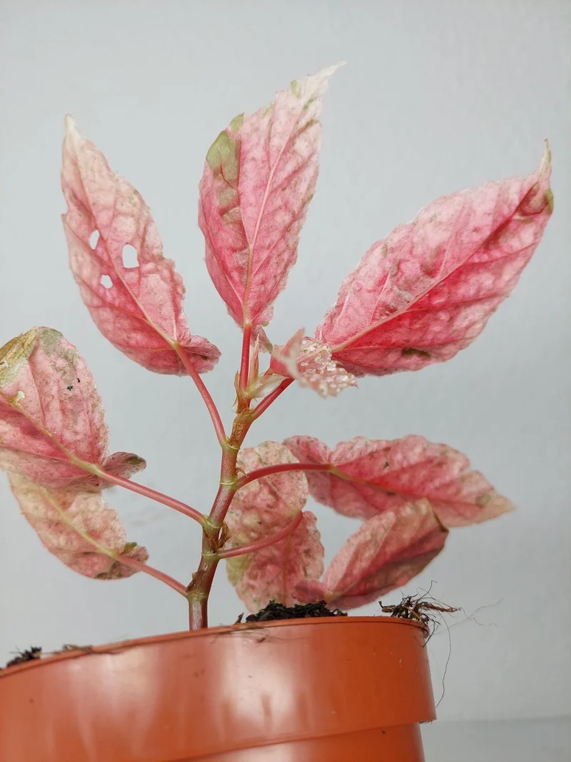 Begonia Snowcap Variegata