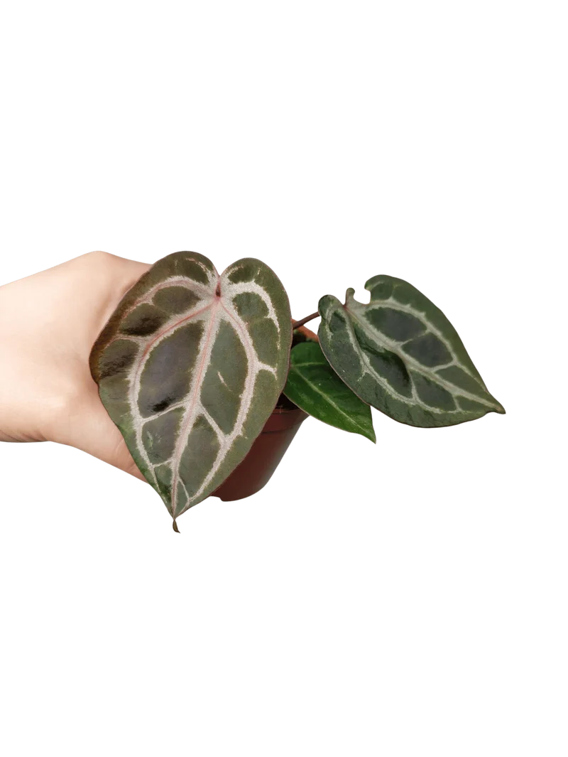 Anthurium Zara x Michelle X Red Crystallinum