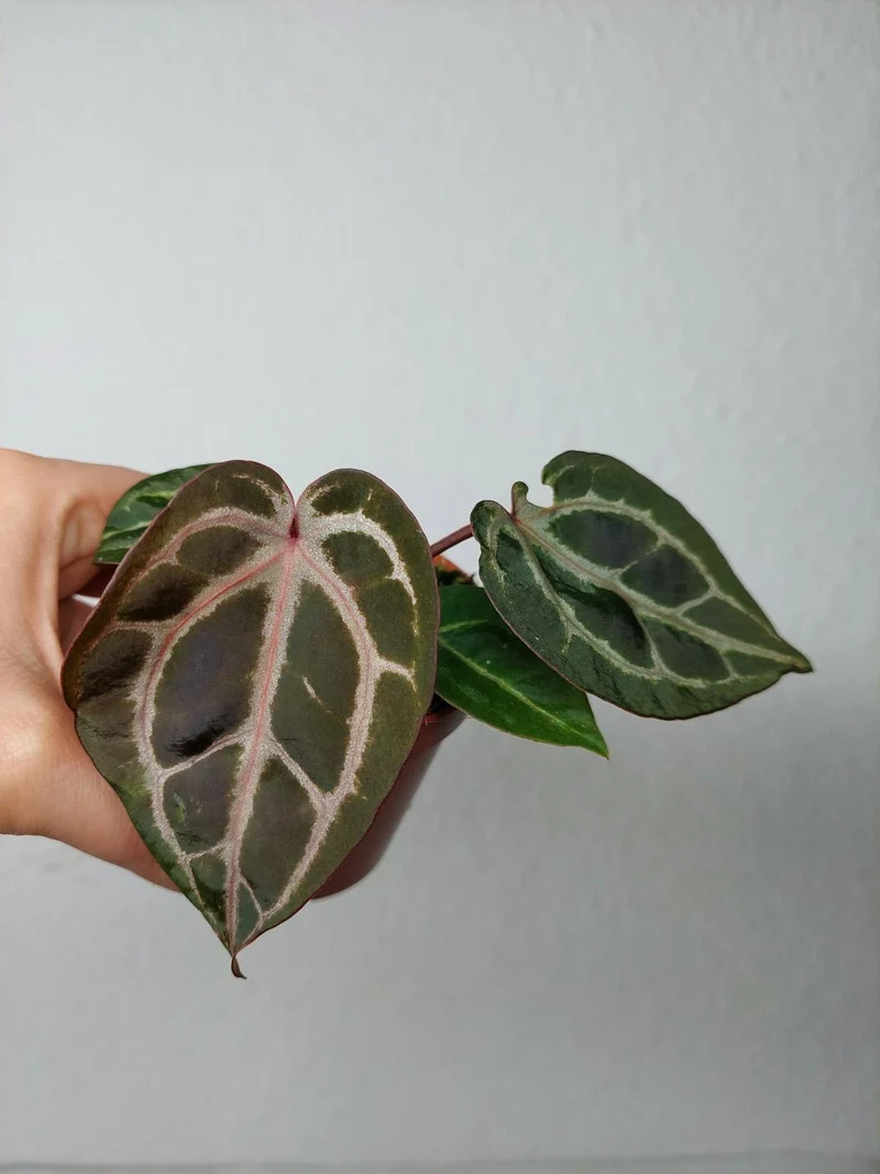 Anthurium Zara x Michelle X Red Crystallinum