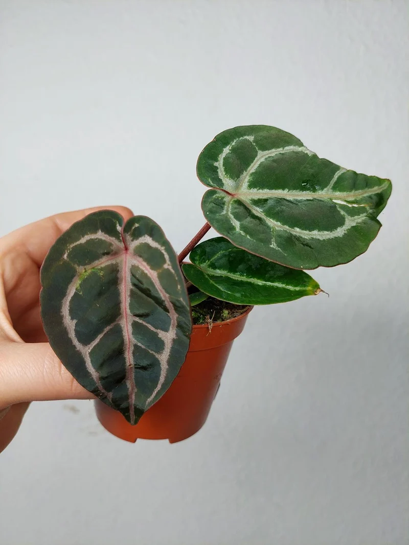 Anthurium Zara x Michelle X Red Crystallinum