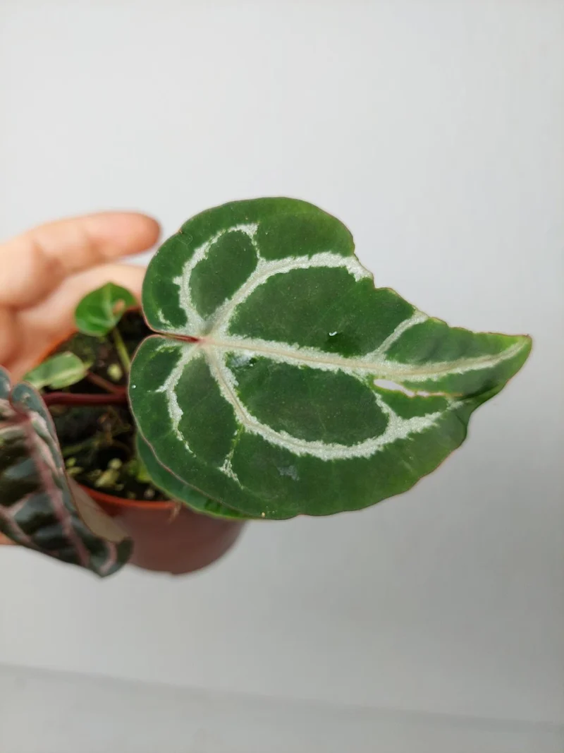 Anthurium Zara x Michelle X Red Crystallinum