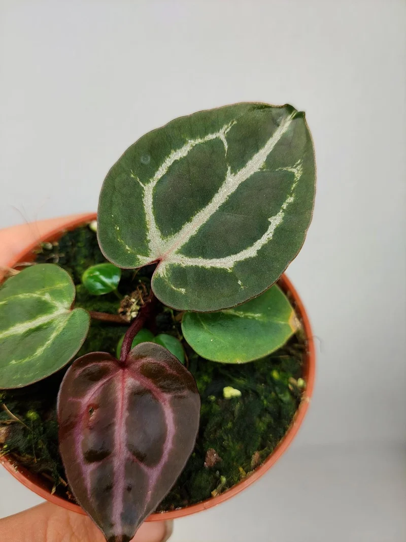 Anthurium Zara x Michelle X Red Crystallinum