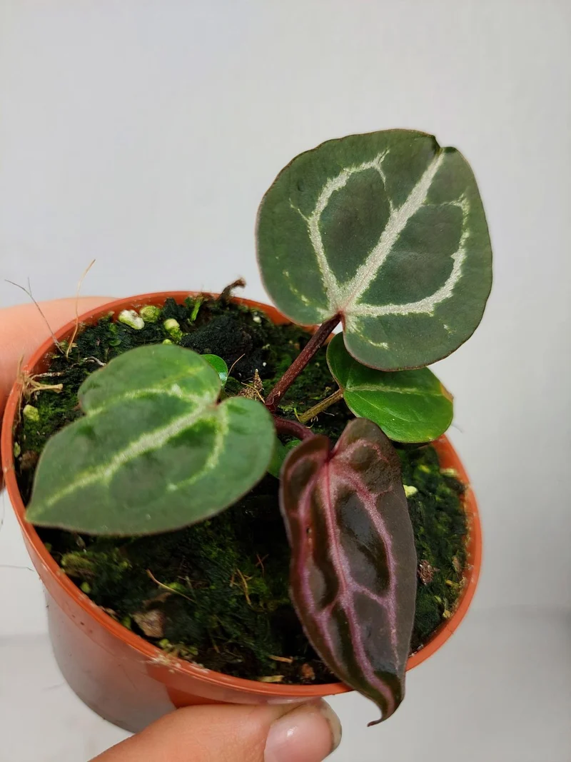 Anthurium Zara x Michelle X Red Crystallinum