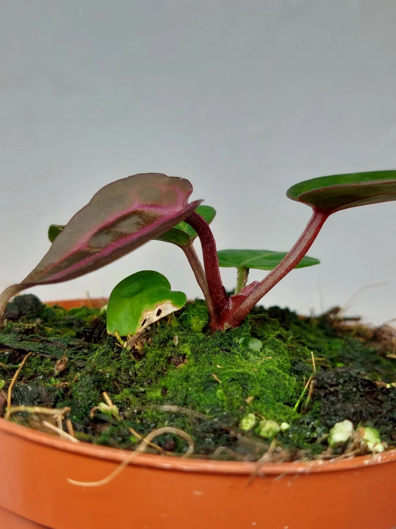Anthurium Zara x Michelle X Red Crystallinum