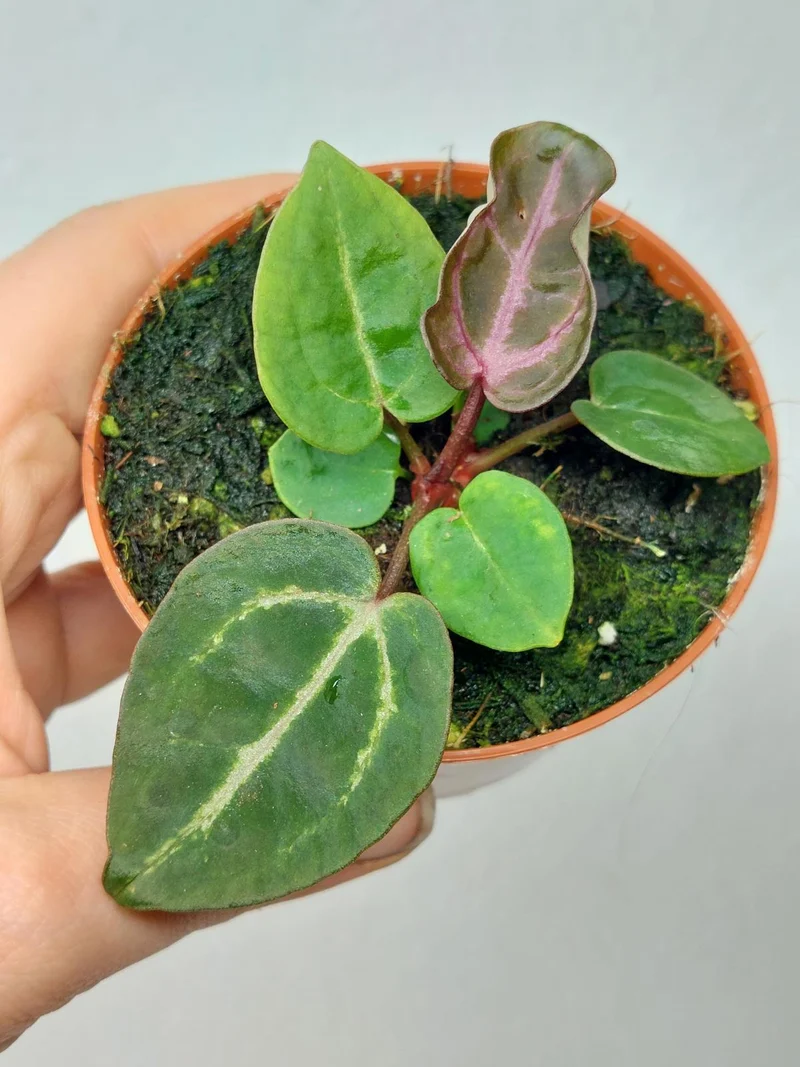 Anthurium Zara x Michelle X Red Crystallinum