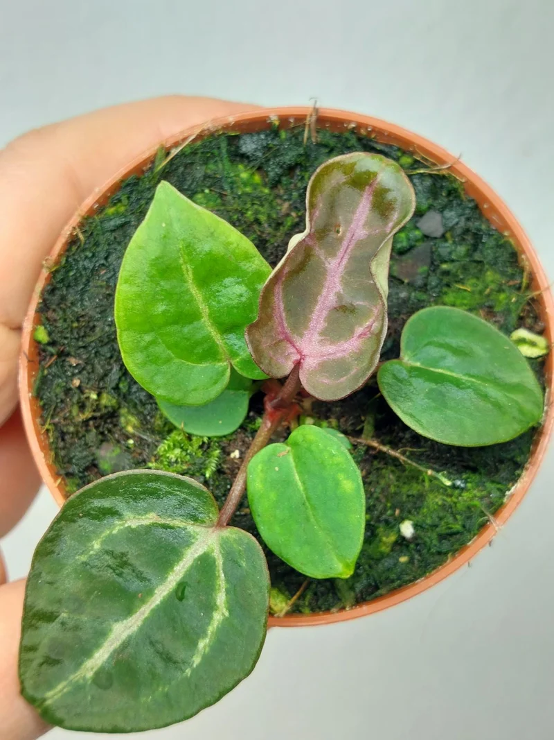 Anthurium Zara x Michelle X Red Crystallinum