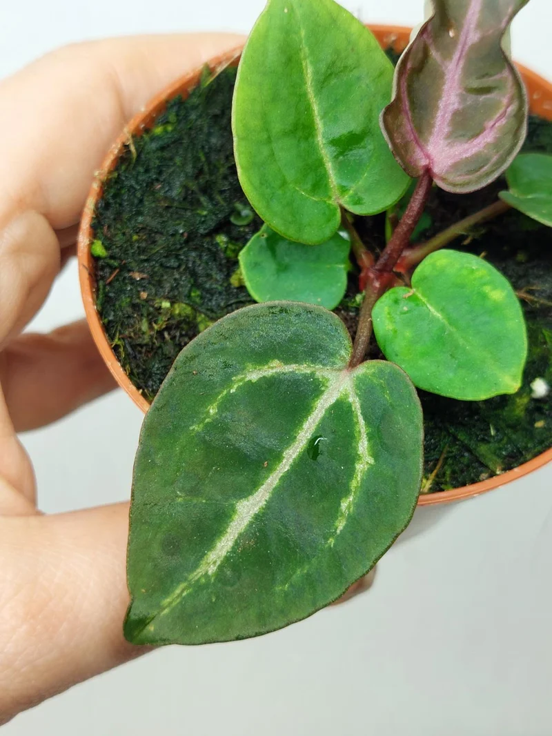 Anthurium Zara x Michelle X Red Crystallinum
