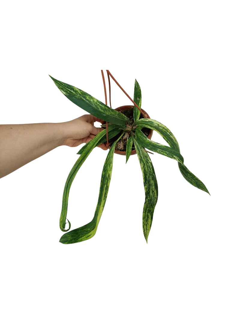 Anthurium Vittarifolium Variegata groß