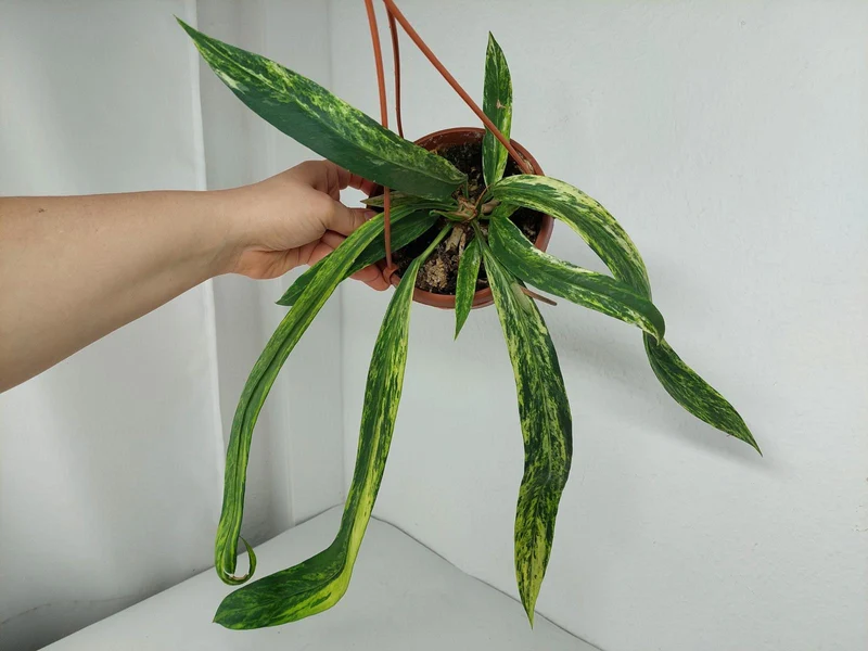 Anthurium Vittarifolium Variegata groß