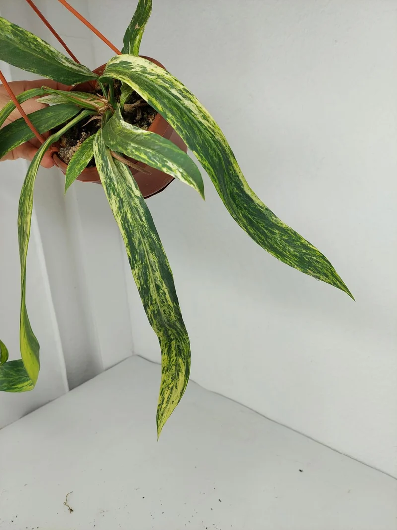 Anthurium Vittarifolium Variegata groß