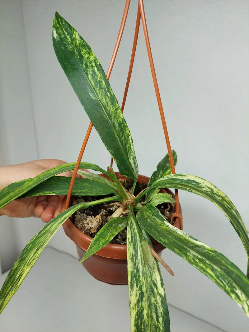 Anthurium Vittarifolium Variegata groß