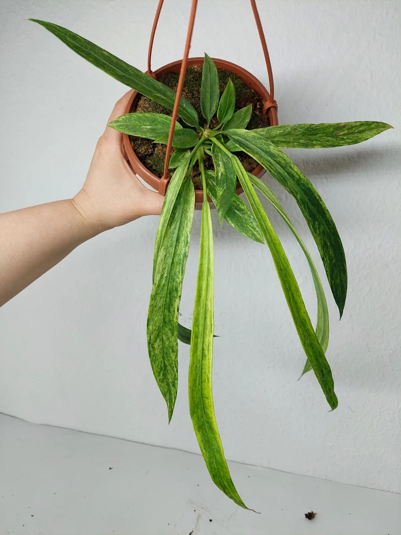 Anthurium Vittarifolium Variegata groß