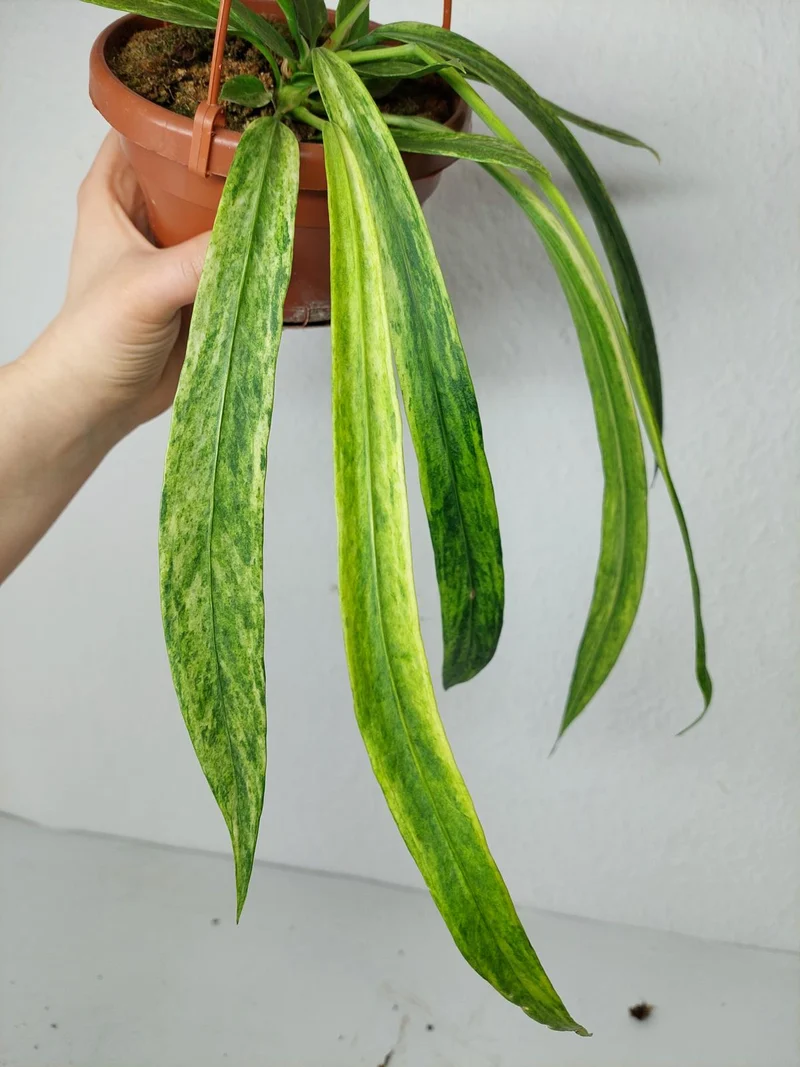 Anthurium Vittarifolium Variegata groß