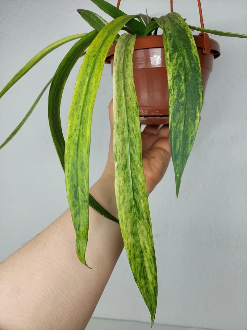 Anthurium Vittarifolium Variegata groß